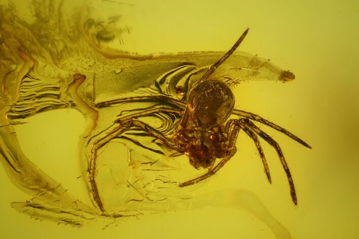 Fossil Spider (Araneae) in Baltic Amber #163521